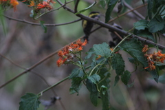 Pseudogynoxys chenopodioides