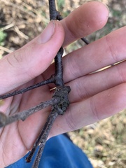 Contarinia cerasiserotinae