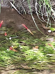 Sympetrum gilvum