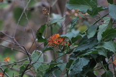 Pseudogynoxys chenopodioides