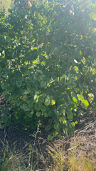 Cercis occidentalis