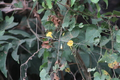Ipomoea microsepala