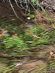 Sympetrum gilvum