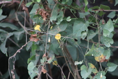 Ipomoea microsepala