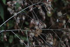 Onoseris onoseroides