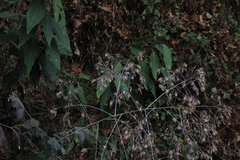 Onoseris onoseroides