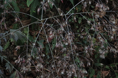 Onoseris onoseroides