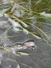 Oxyallagma dissidens