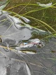 Oxyallagma dissidens