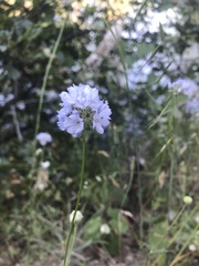 Gilia capitata