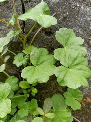 Hydrocotyle nepalensis