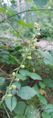 Epipactis helleborine