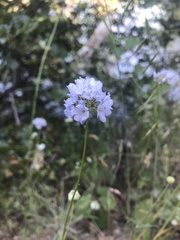 Gilia capitata