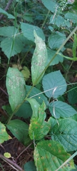 Epipactis helleborine