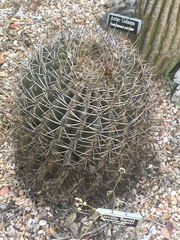Ferocactus emoryi rectispinus