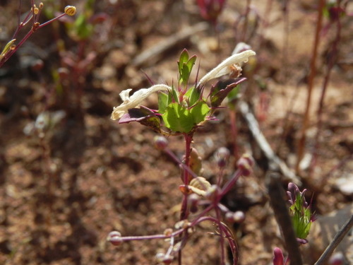 Image of Acanthomintha ilicifolia by (c) James C. Davis, some rights reserved (CC BY-SA)