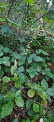 Epipactis helleborine