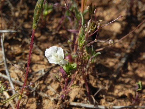 Image of Acanthomintha ilicifolia by (c) James C. Davis, some rights reserved (CC BY-SA)