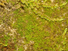 Gymnostomum aeruginosum