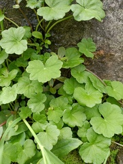 Hydrocotyle nepalensis
