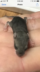 Peromyscus gambelii