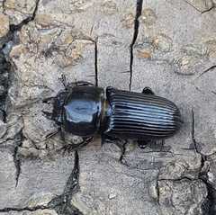 Figulus binodulus
