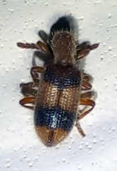 Cymatodera puncticollis