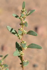 Blitum nuttallianum