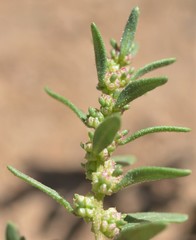 Blitum nuttallianum