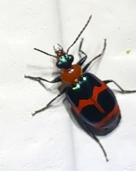 Lebia bitaeniata
