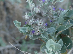 Condea
