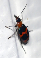 Lebia bitaeniata