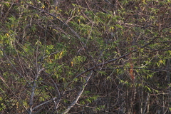 Cyanocompsa parellina