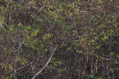 Cyanocompsa parellina