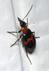 Lebia bitaeniata