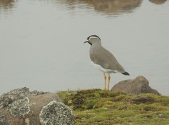 Vanellus melanocephalus