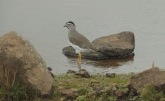 Vanellus melanocephalus