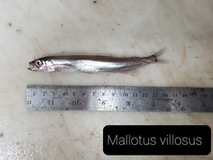Mallotus villosus