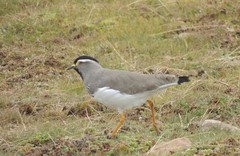 Vanellus melanocephalus