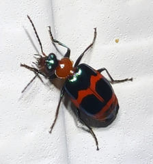Lebia bitaeniata