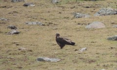 Aquila nipalensis