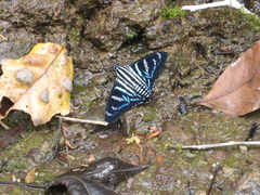 Jemadia
