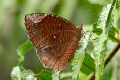 Elymnias hypermnestra beatrice