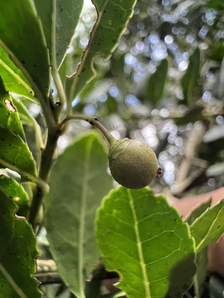 Ilex pernervata