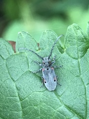 Tetraopes batesi