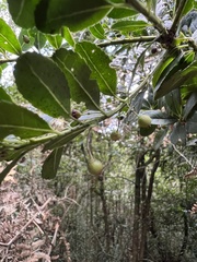 Ilex pernervata