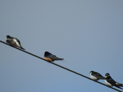 Hirundo rustica
