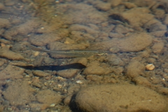 Hesperoleucus symmetricus