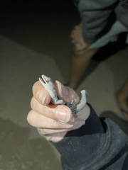 Christinus marmoratus