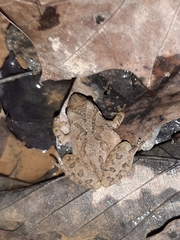 Pseudacris brachyphona